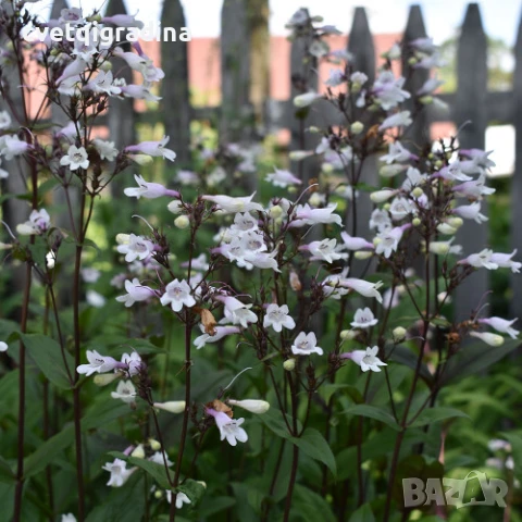 Penstemon Onyx and Pearls (Пенстемон Оникс и Перли), снимка 3 - Градински цветя и растения - 50583737