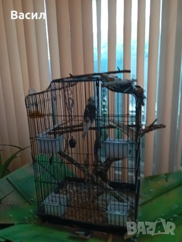 продавам мъжка корела