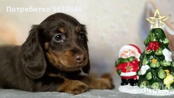 Дългокосмест мини дакел, снимка 7 - Дакели - 53047034