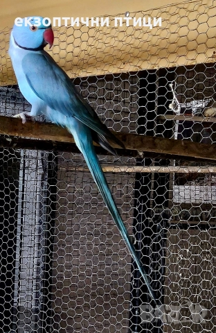 Продавам мъжки м. Александър , снимка 2 - Папагали - 52593672