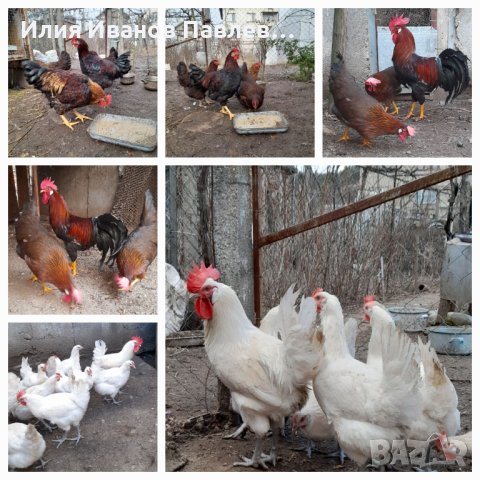 Разплодни яйца кокошки и пилета брезе италянка и легбар. , снимка 1 - други­ - 44109854