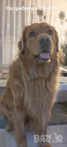 Мъжки Голдън Ретрийвър си търси приятелка 🙂, снимка 1