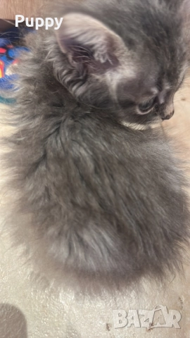 Сибирски горско хипоалергенни , снимка 5 - Сибирски - 51941539