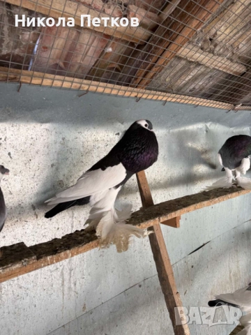 Седлати болани, снимка 11 - Гълъби - 52189433
