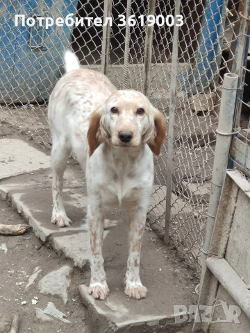 Английски сетер , снимка 4 - Английски сетери - 53198146