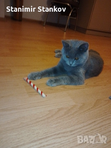 Мъжко Британче, снимка 5 - Британска късокосместа - 53344615