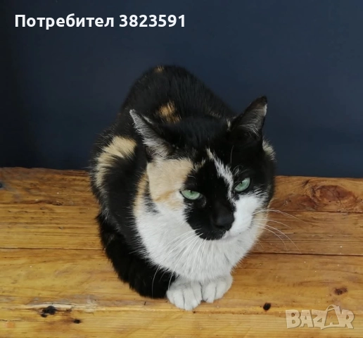 Търсим дом на женско котенце с направени ваксини, паспорт и изследвания, снимка 9 - Други - 52398990