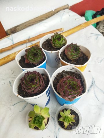 Делелец, африканска роза, снимка 5 - Градински цветя и растения - 32619829