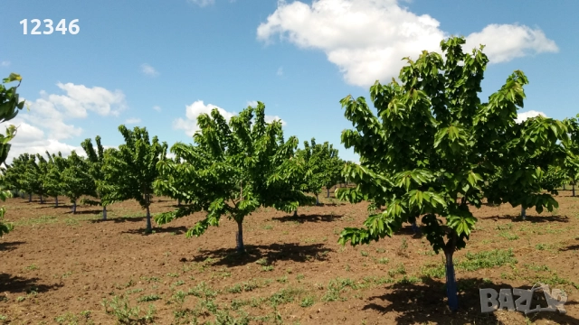 Продава се овощна градина