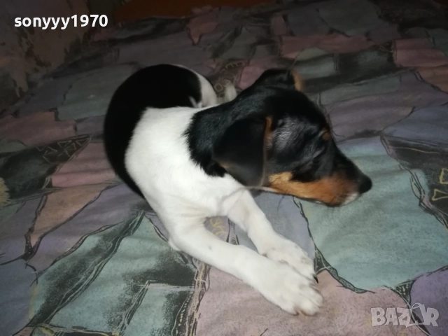 ВНУЧКА НА СНУПИ,ДЪЩЕРЯ НА ДЖАК ОТ ВИДИН 0412251506