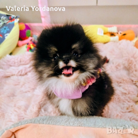 мини Померан , снимка 1