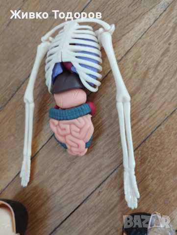 Образователна анатомична фигура - Човешко тяло 3D, 29.5см, снимка 6 - Образователни игри - 51702687