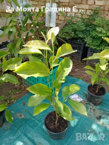 Жълта Магнолия , снимка 7 - Градински цветя и растения - 49492081