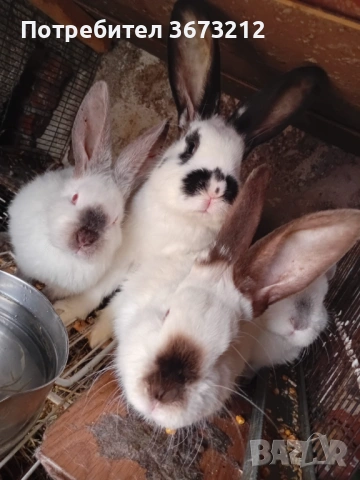 Мъжки зайци , снимка 3 - Други - 53290807