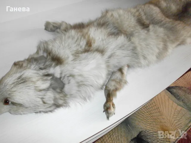 Продавам яка от бяла лисица, снимка 2 - Шалове - 48726365