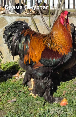 Продавам разплодни яйца от Яребична брама [Partridge Brahma]