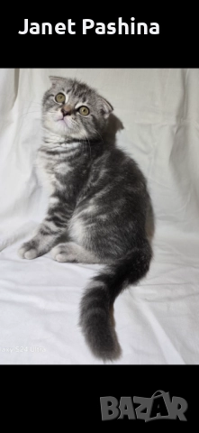 Клепоухи шотландски котета 