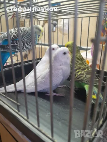 Папагалчета, снимка 5 - Папагали - 47287954