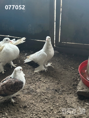 Млад чифт Мардини, снимка 2 - Гълъби - 52876834