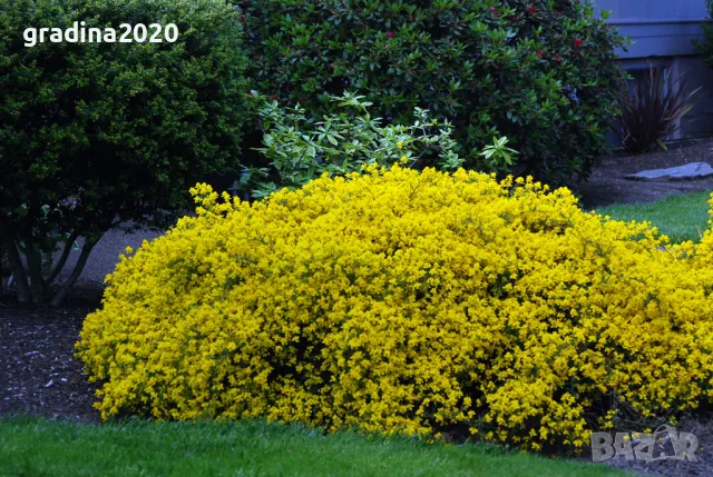 Гениста (Жълтуга) / Genista, снимка 3 - Разсади - 49487055
