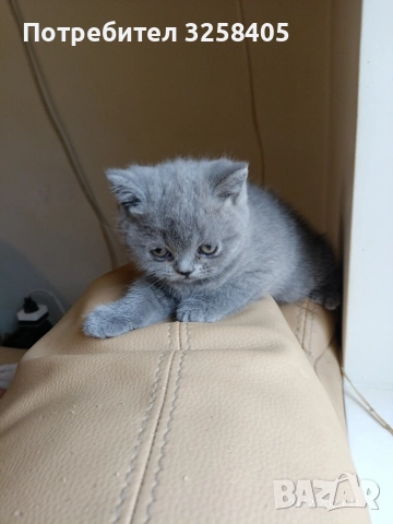 Британска късокосместа, снимка 3 - Британска късокосместа - 52903898