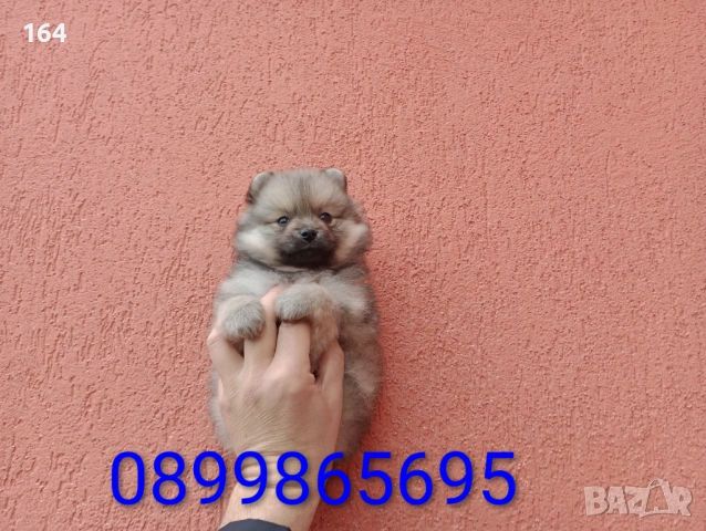 Мъжки Померан. Снимки от 18.02.26 г. 