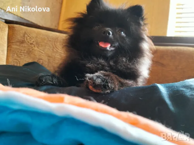 Мини померан женски, снимка 5 - Померан - 50411468
