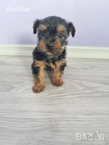 Йоркшир териер , снимка 11 - Йоркширски териер - 53053770