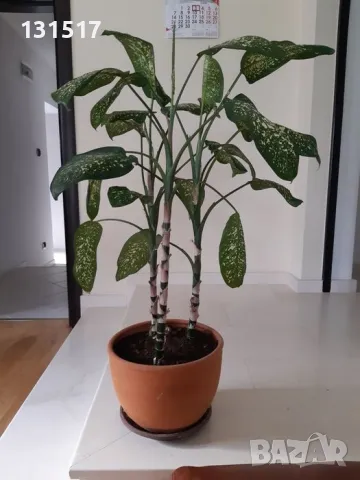 Дифенбахия