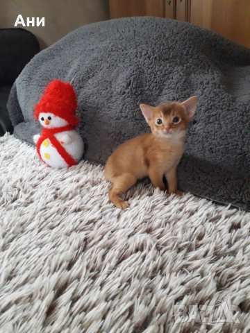 ЕКЗОТИЧНО И РАЗЛИЧНО.АБИСИНСКО КОТЕНЦЕ