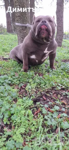 Американско були-покет, снимка 1