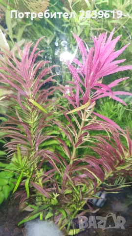 Аквариумни растения , снимка 4 - Рибки - 52689013