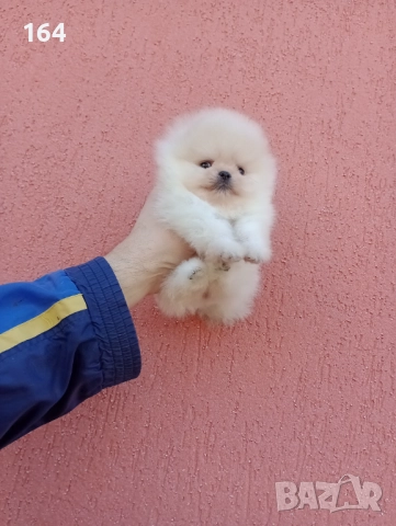 Женски миниатюрни мини Померани. Реални снимки!, снимка 3 - Померан - 52688511