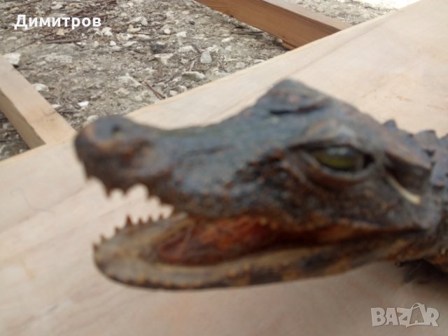 Крокодил препариран, снимка 3 - Декорация за дома - 33125527