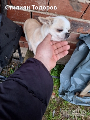Продават се , снимка 4 - Чихуахуа - 52889453