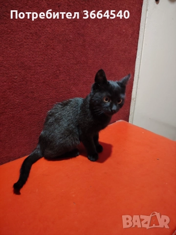 Подарява се много гальовно и сладко черно котенце, снимка 5 - Други - 52681916