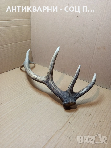 Стар Единичен Еленски Рог Рога Тегло 1.300кг. НОМЕР 705., снимка 5 - Антикварни и старинни предмети - 53500643