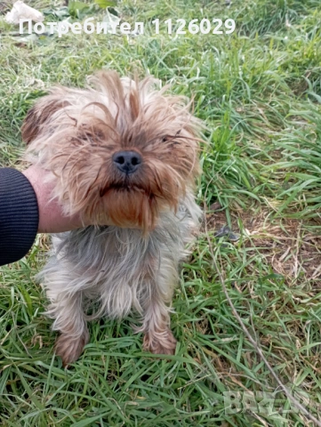 Йоркширски териер момиче, снимка 2 - Йоркширски териер - 53465100