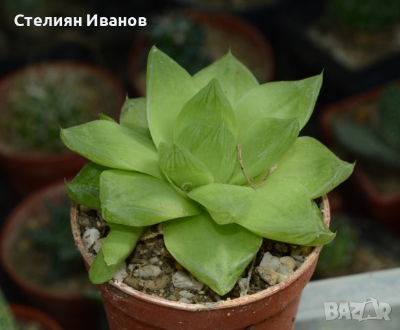 Хавортия (Haworthia cymbiformis var. planifolia), снимка 1 - Стайни растения - 37398892