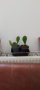 Кактус Опунция, снимка 1 - Стайни растения - 40795309