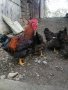 Разплодни яйца, снимка 1 - Кокошки и пуйки - 43049117