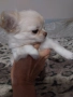 продавам чихуахуа , снимка 2