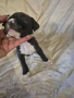 Продавам питбулчета , снимка 5