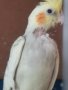 Женски папагал корела корели , снимка 1 - Папагали - 43779731