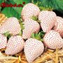 100 семена от плод бяла ягода органични плодови бели ягодови семена от вкусни ягоди отлични плодове , снимка 4