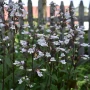 Penstemon Onyx and Pearls (Пенстемон Оникс и Перли), снимка 3