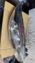 Оригинални Фарове зa Ford Fiesta - C1BB-13W029, снимка 1