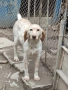 Английски сетер , снимка 4