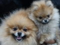 Померан, снимка 1