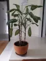 Дифенбахия, снимка 1
